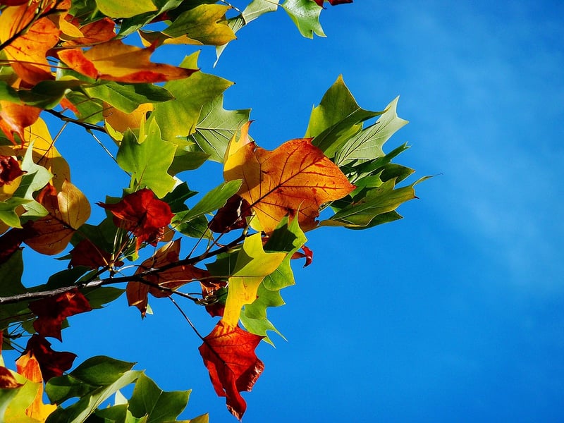 Fictional Foliage