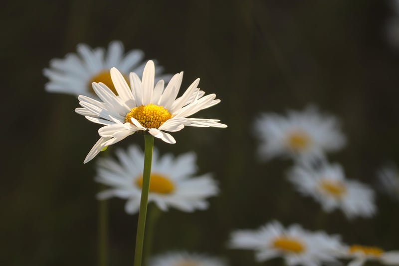 Magic Meadows