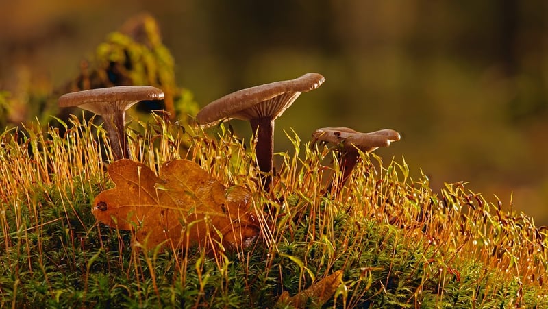 Moss Pathway