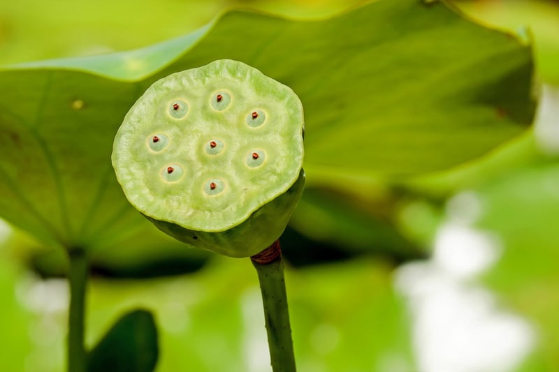 Pressed Flowers